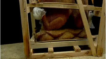 Grand dragon béni sculpté en bois de suar, détail complémentaire n°5